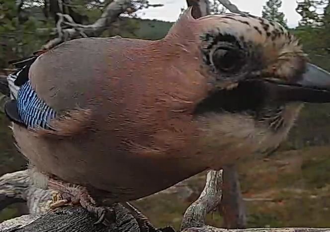 Best image of Eurasian jay
