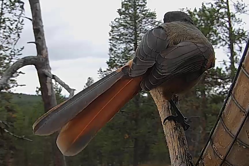 Best image of Siberian jay