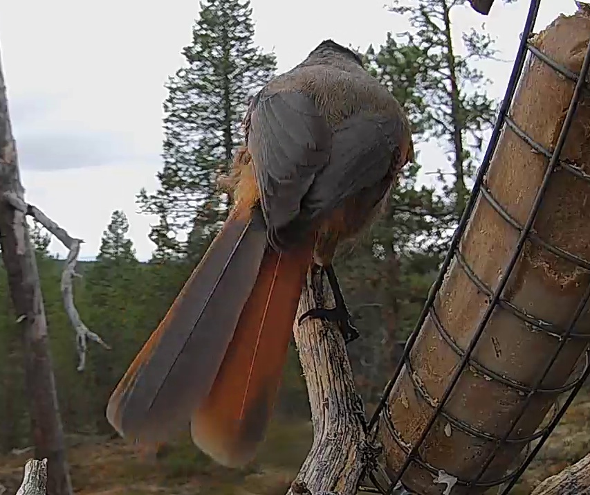 Best image of Siberian jay