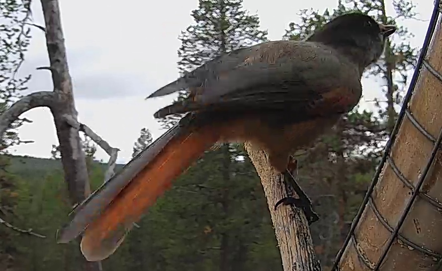 Best image of Siberian jay
