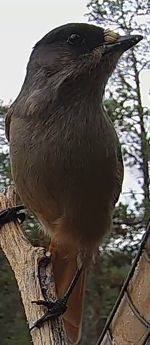 Best image of Siberian jay