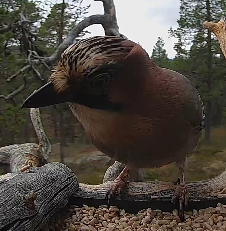 Best image of Eurasian jay