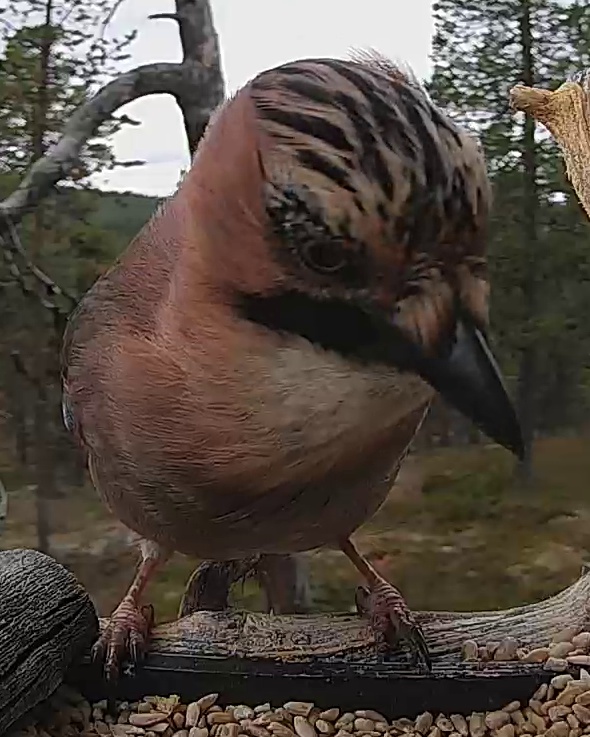 Best image of Eurasian jay