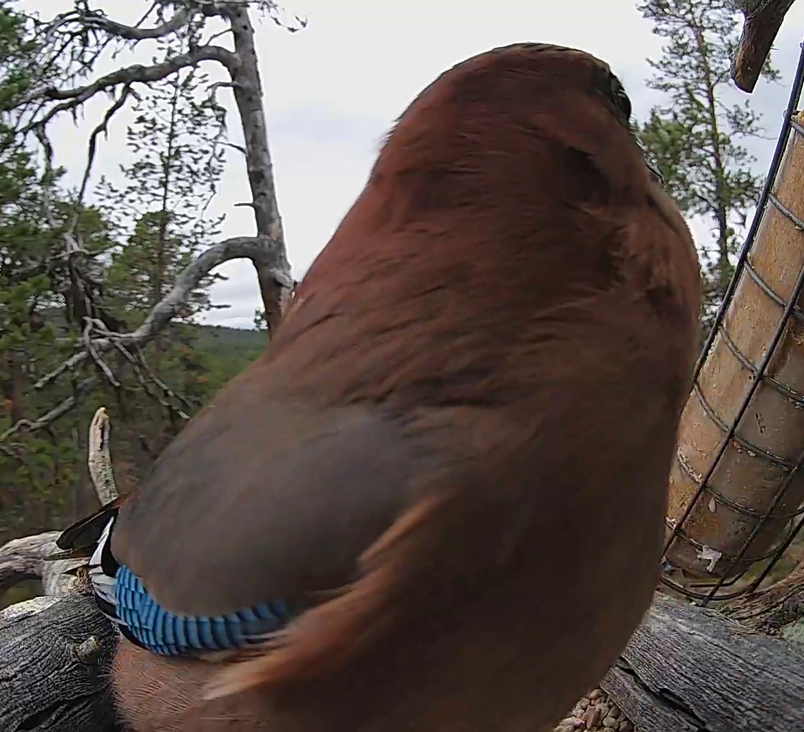 Best image of Eurasian jay
