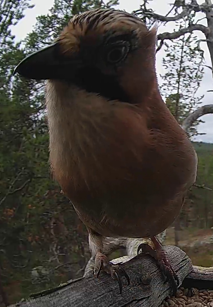 Best image of Eurasian jay