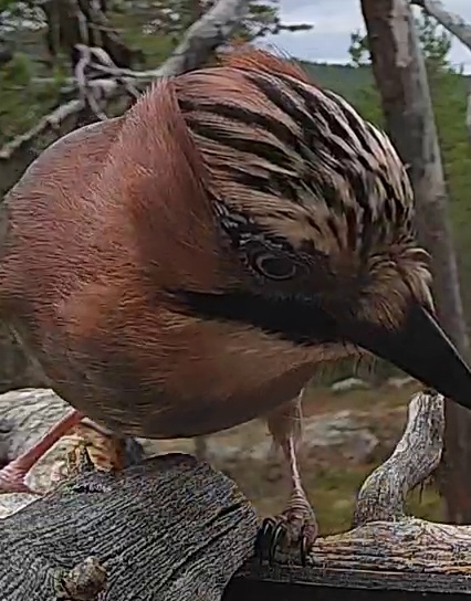 Best image of Eurasian jay