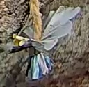 Best image of African blue tit