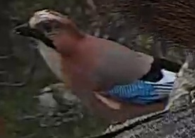 Best image of Eurasian jay