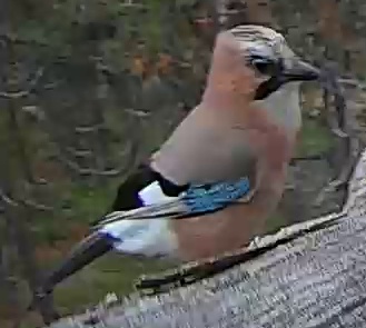 Best image of Eurasian jay