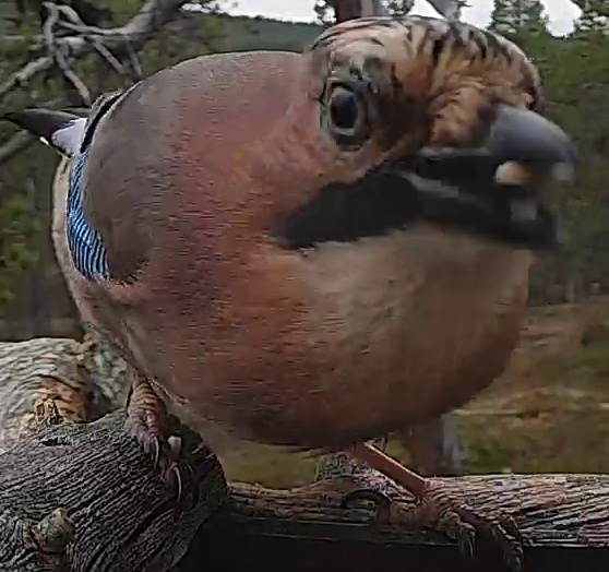 Best image of Eurasian jay
