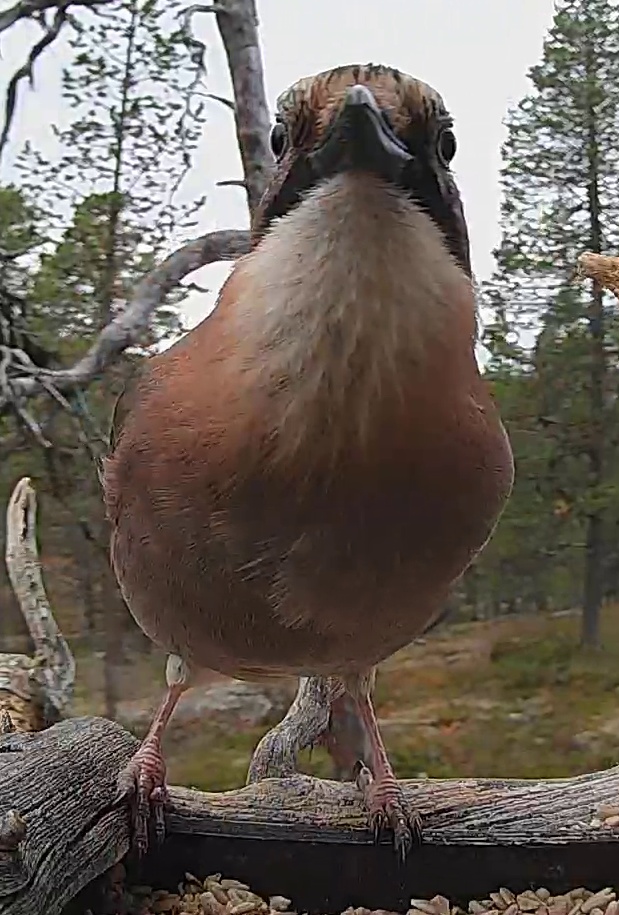 Best image of Eurasian jay