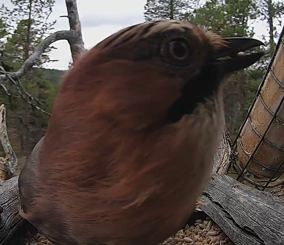 Best image of Eurasian jay