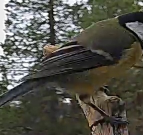 Best image of Great tit