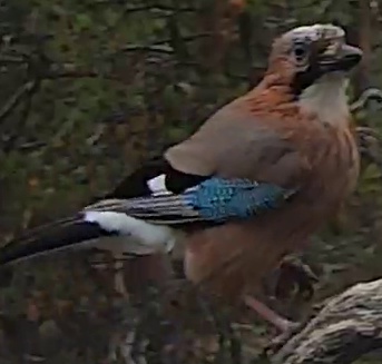 Best image of Eurasian jay