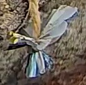 Best image of Azure tit