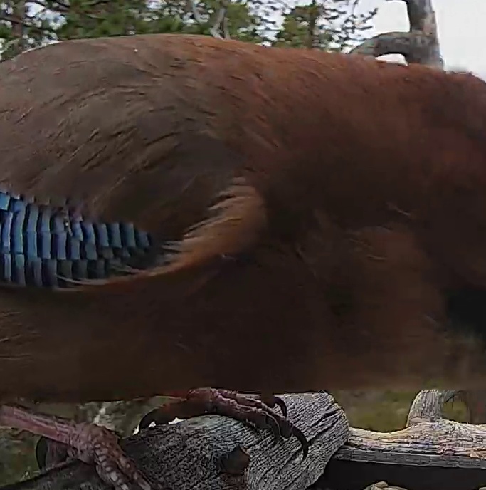 Best image of Eurasian jay