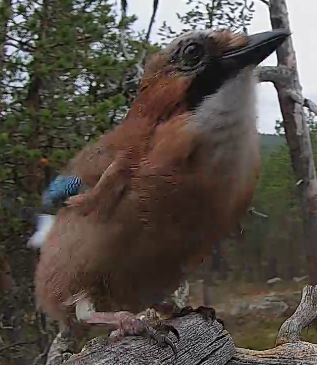 Best image of Eurasian jay