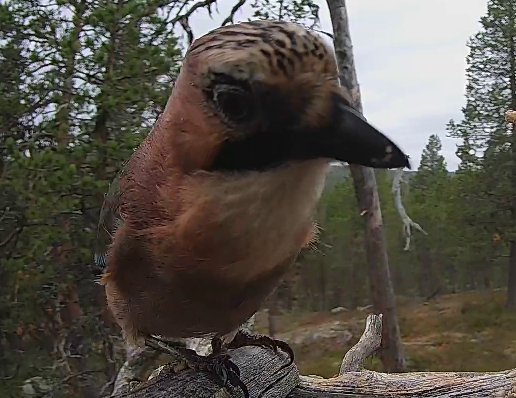 Best image of Eurasian jay
