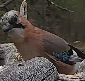 Best image of Eurasian jay