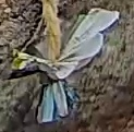 Best image of Short-toed snake eagle