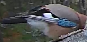 Best image of Eurasian jay