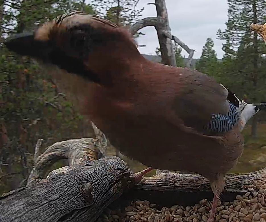 Best image of Eurasian jay