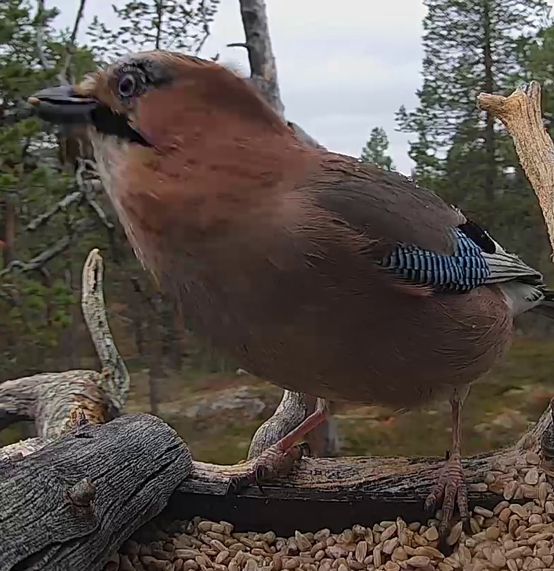 Best image of Eurasian jay