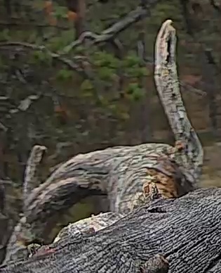 Best image of Helmeted guineafowl