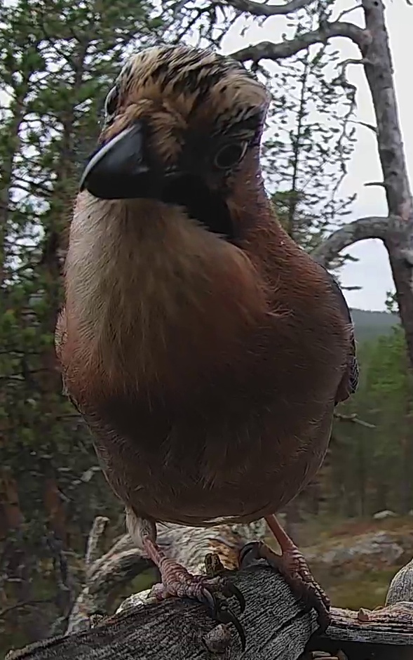 Best image of Eurasian jay
