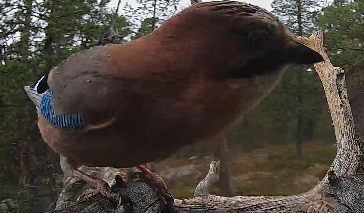 Best image of Eurasian jay