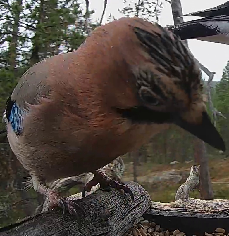 Best image of Eurasian jay