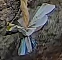 Best image of Azure tit