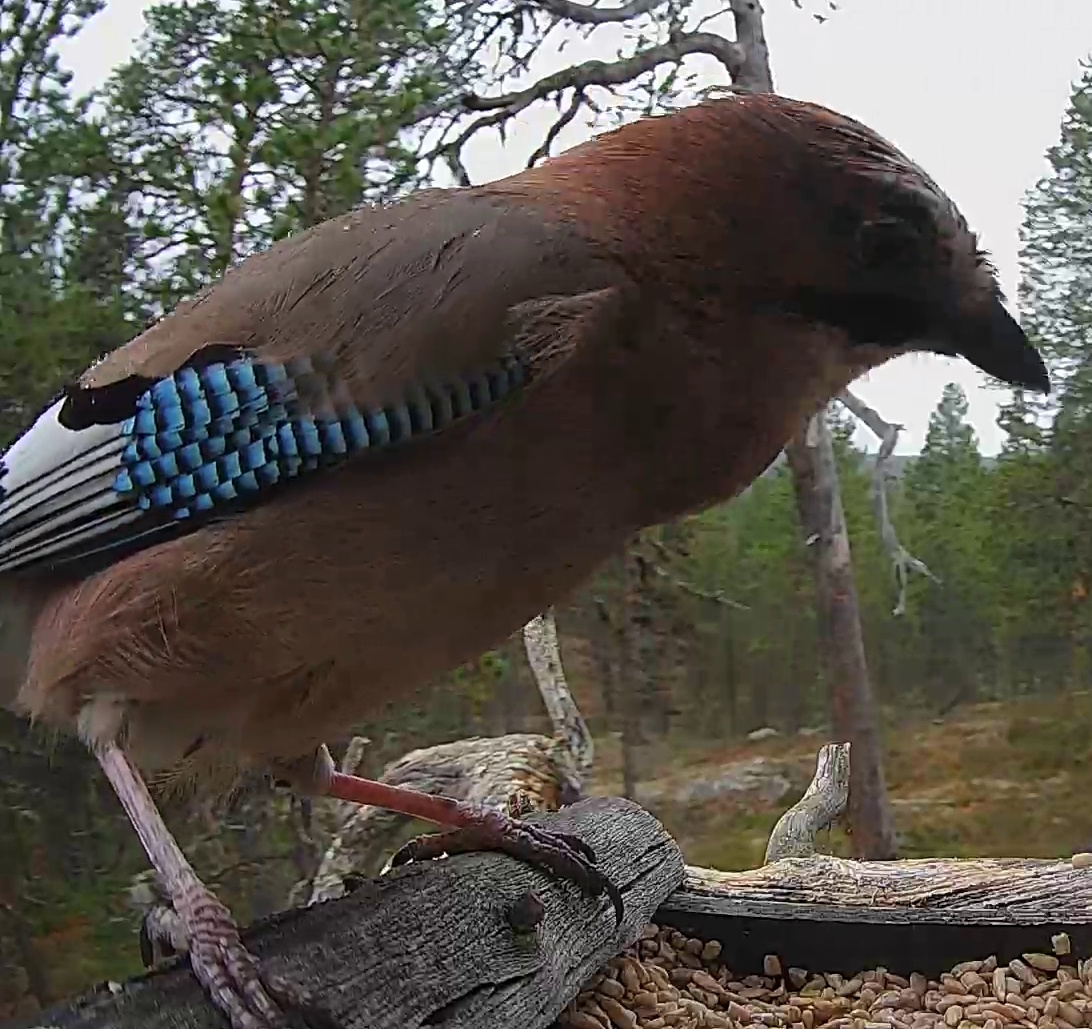 Best image of Eurasian jay
