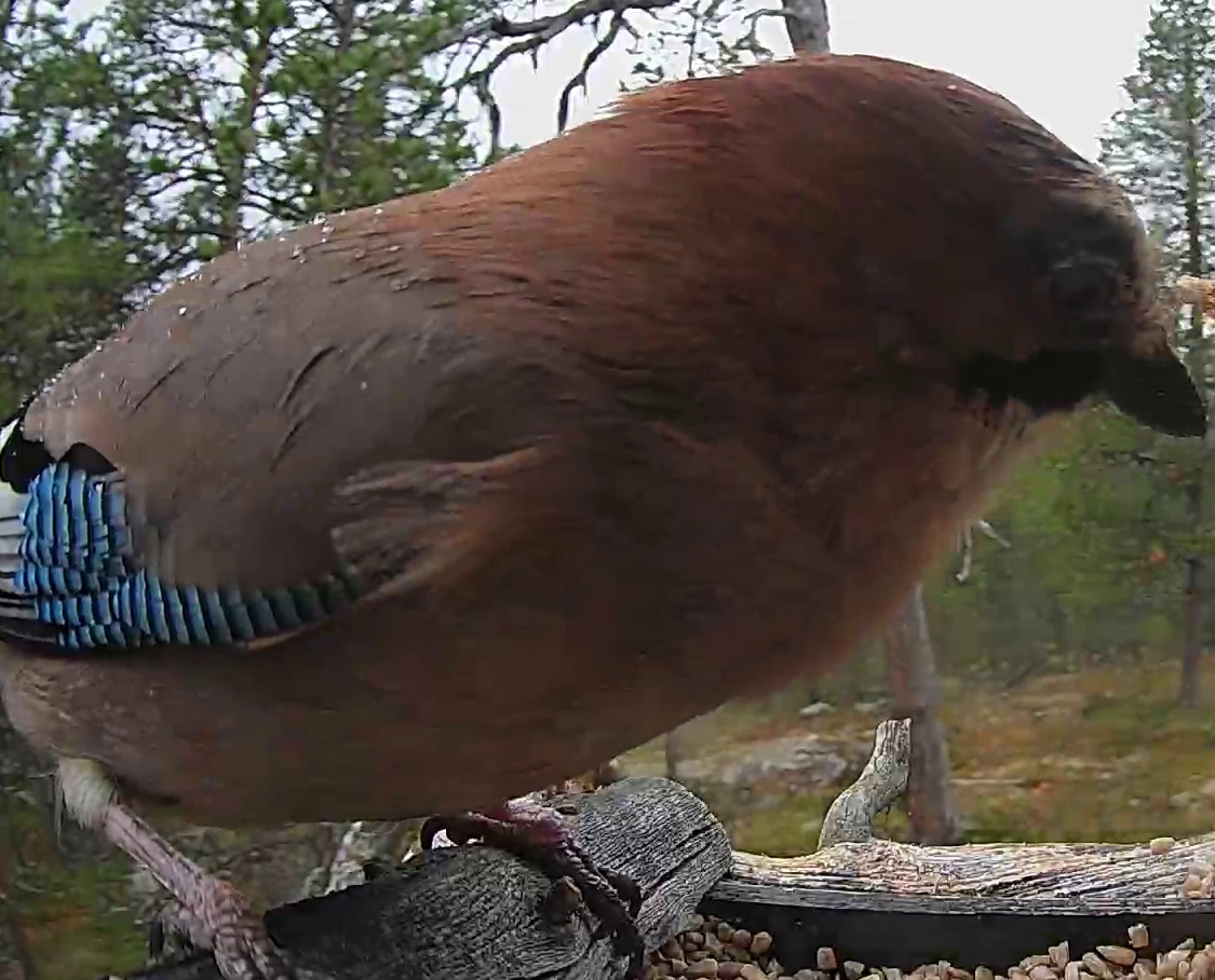 Best image of Eurasian jay