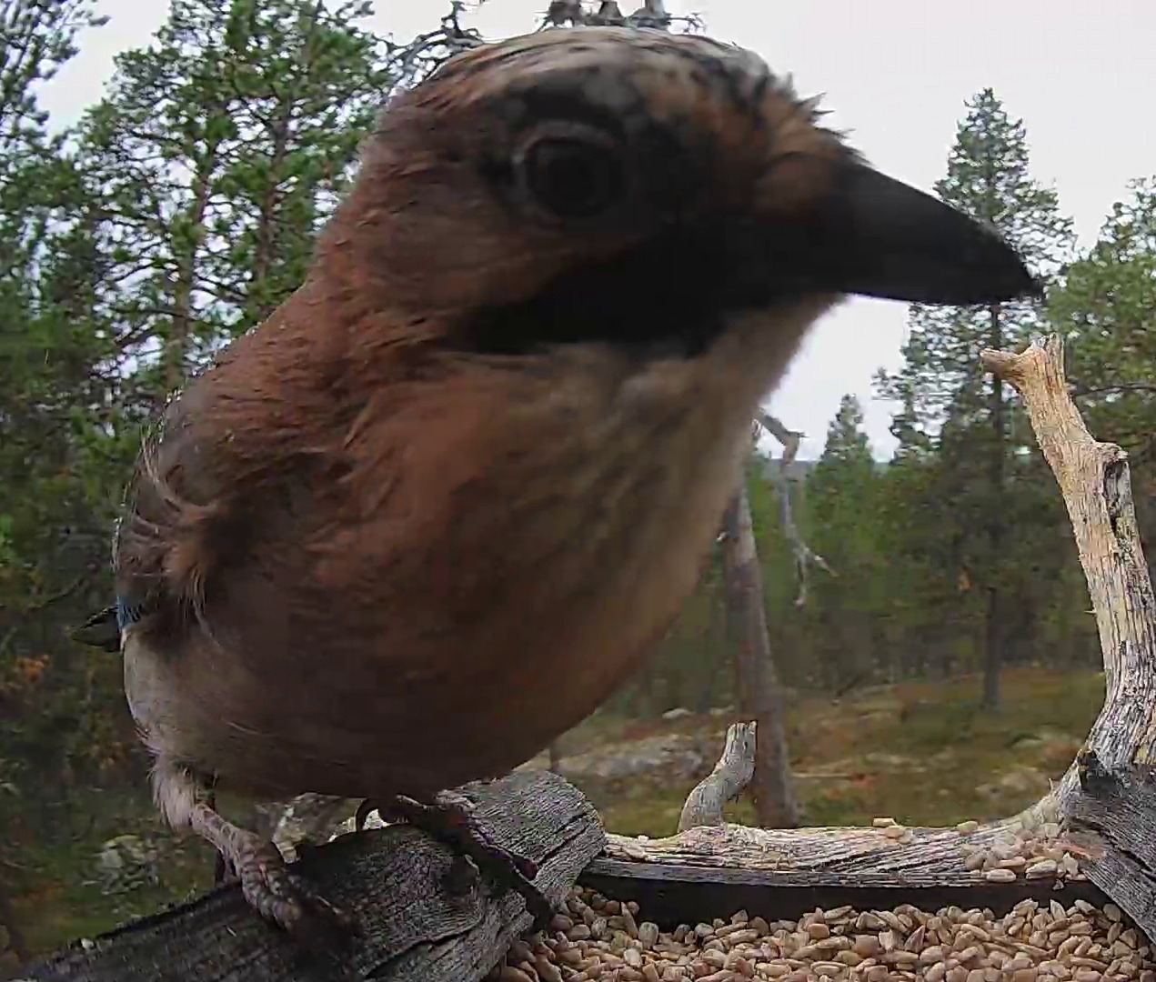 Best image of Eurasian jay