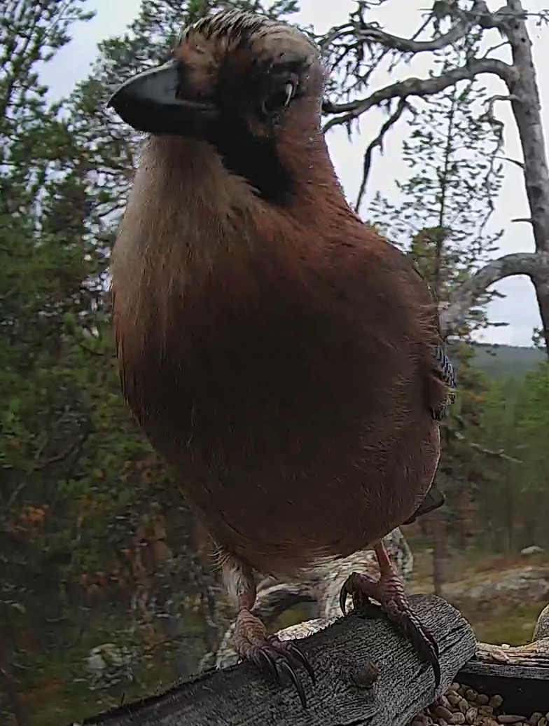 Best image of Eurasian jay