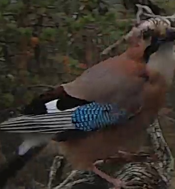 Best image of Eurasian jay