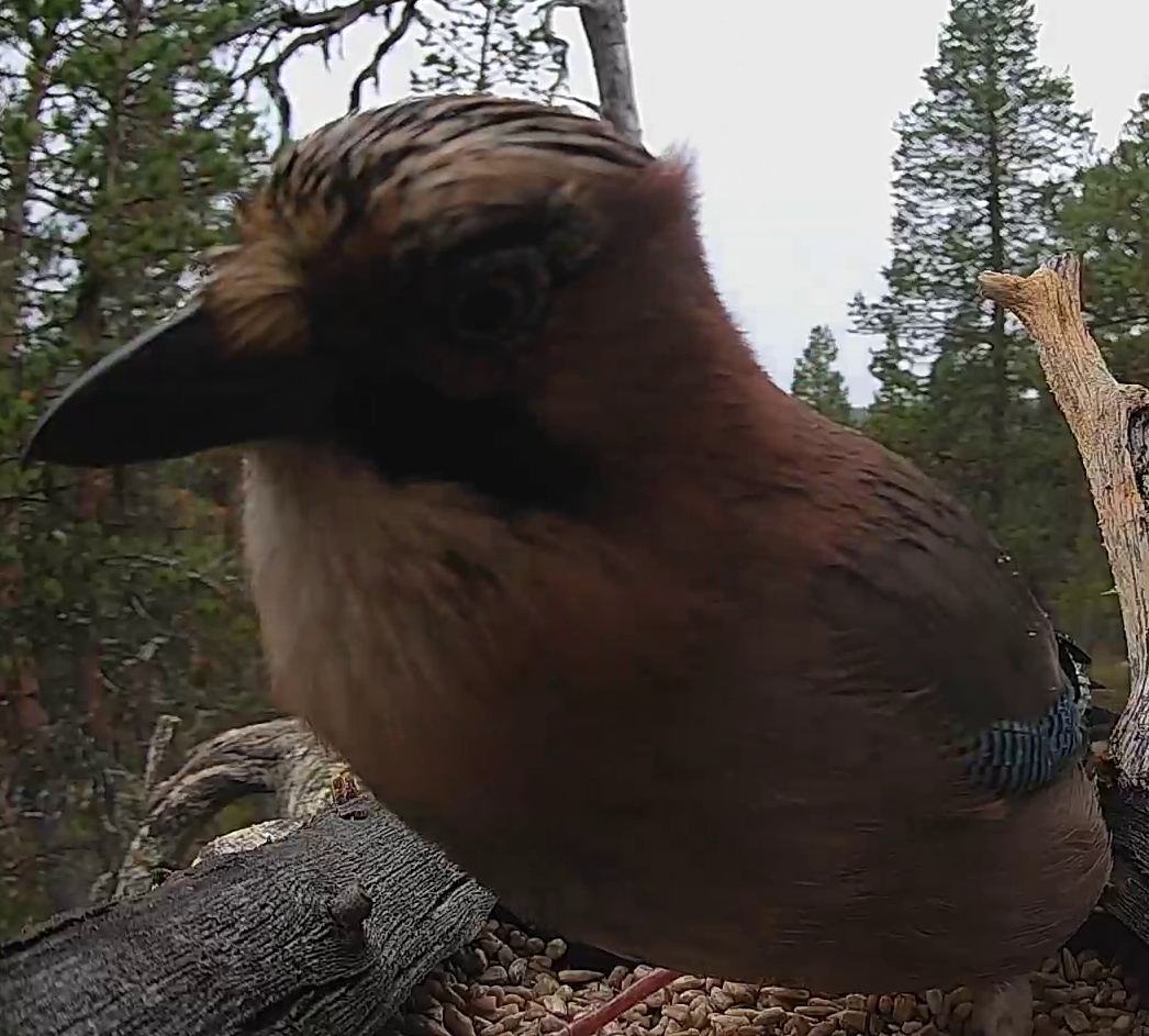 Best image of Eurasian jay