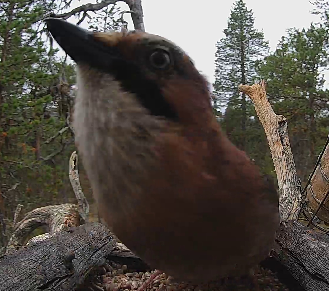 Best image of Eurasian jay