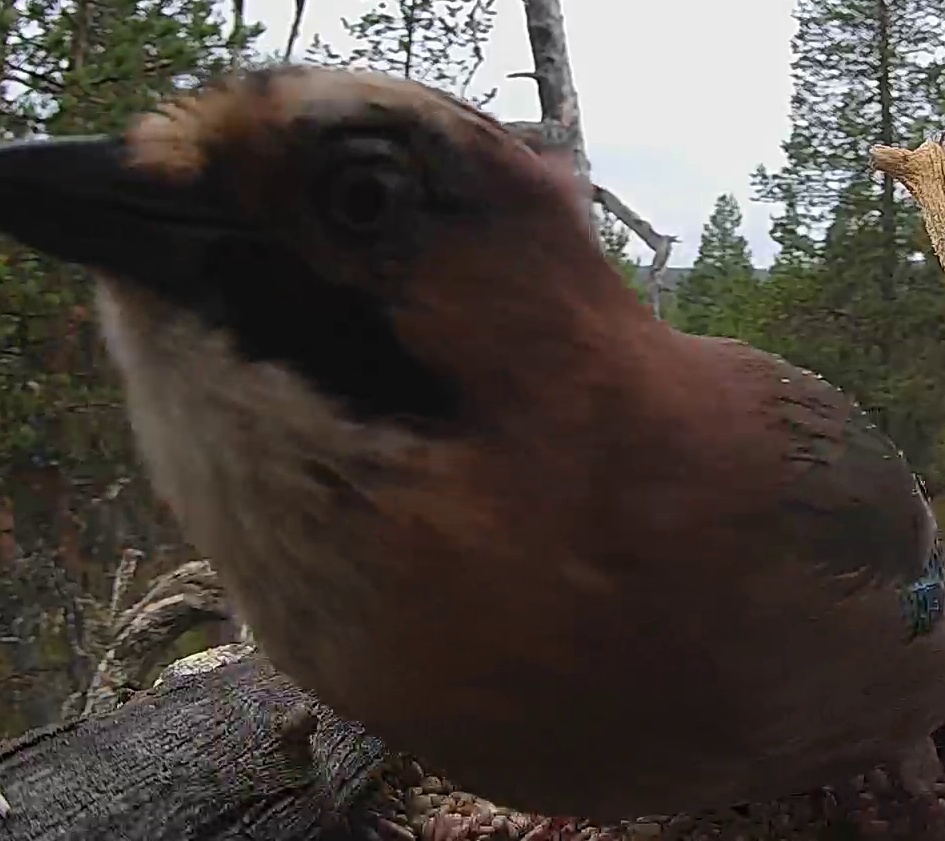 Best image of Eurasian jay