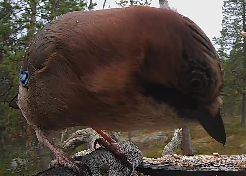 Best image of Eurasian jay