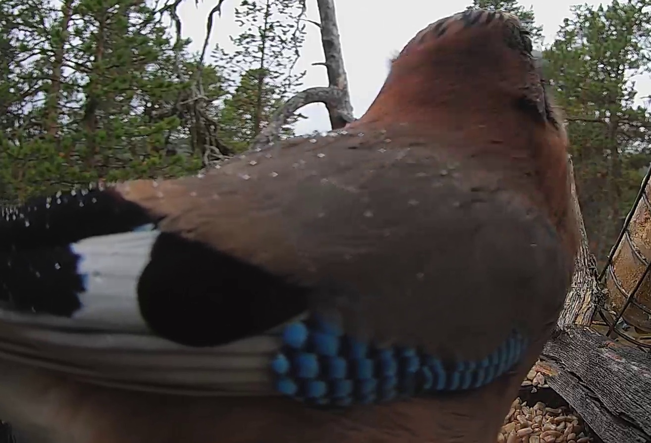Best image of Eurasian jay