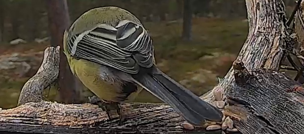 Best image of Great tit