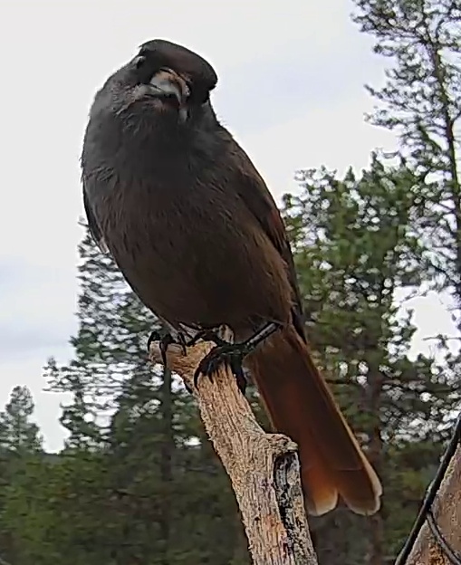 Best image of Siberian jay
