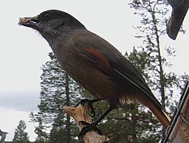 Best image of Siberian jay