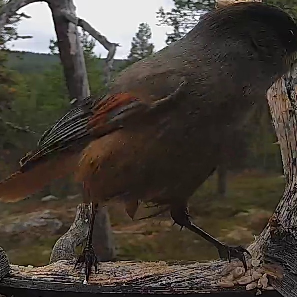 Best image of Siberian jay
