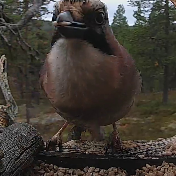 Best image of Eurasian jay