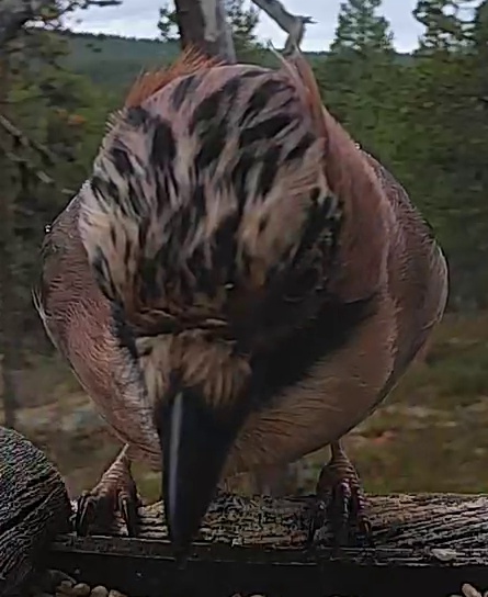 Best image of Grey heron