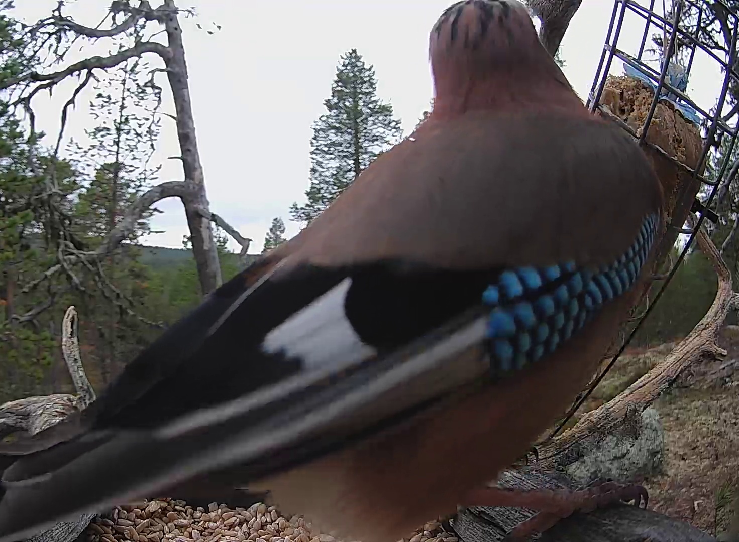 Best image of Eurasian jay