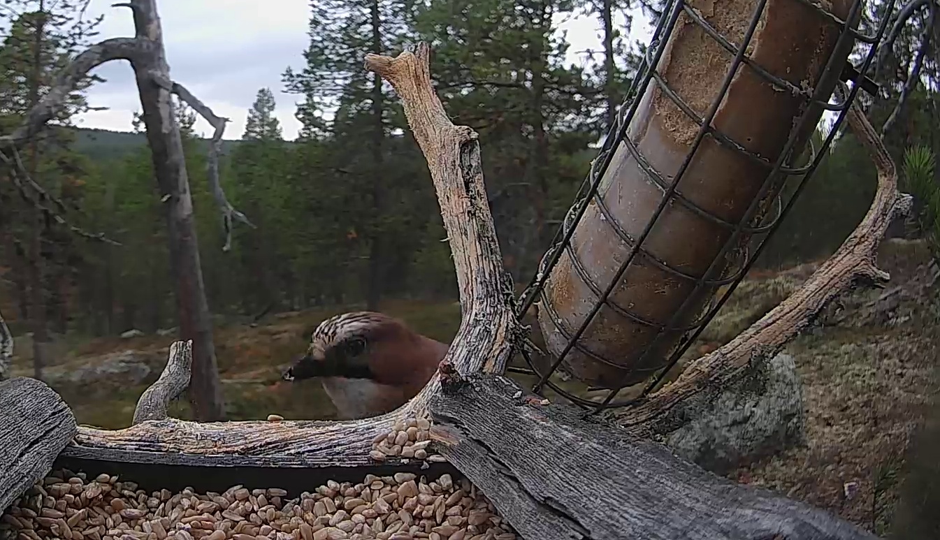 Best image of Eurasian jay